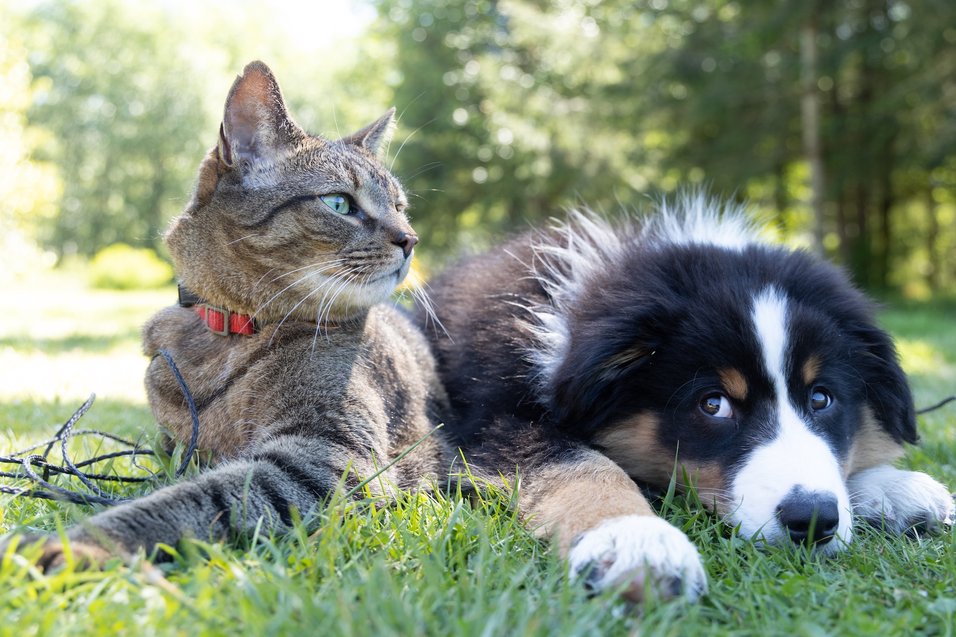 Creating Pet-Friendly Rental Properties in Kenosha & Racine, WI: A Landlord’s Guide